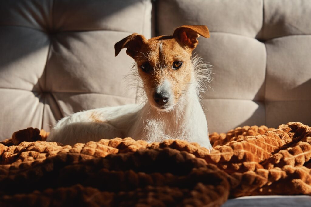 Dog resting at sofa under blanket